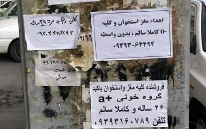 ماهی ۷۰ میلیون هزینه درمان بدون بیمه و حمایت ماهی ۷۰ میلیون هزینه درمان بدون بیمه و حمایت