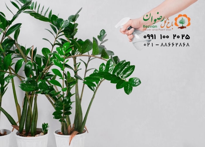 برای رشد گیاهان آپارتمانی چه کنیم