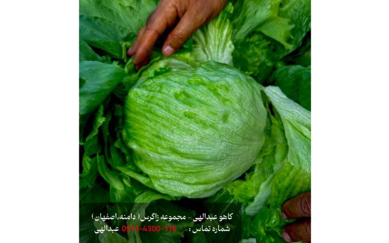 بهترین کاهو ایسبرگ و کاهو عبدالهی صادراتی