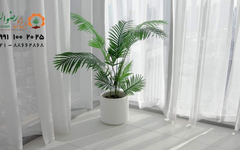 برای رشد گیاهان آپارتمانی چه کنیم