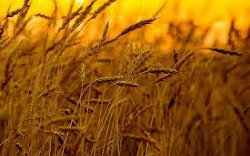 پرداخت مطالبات گندمکاران به کجا رسید؟