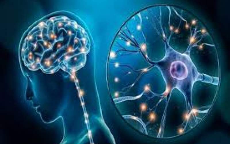 مغز انسان در پیری هم نورون‌های جدید تولید می‌کند