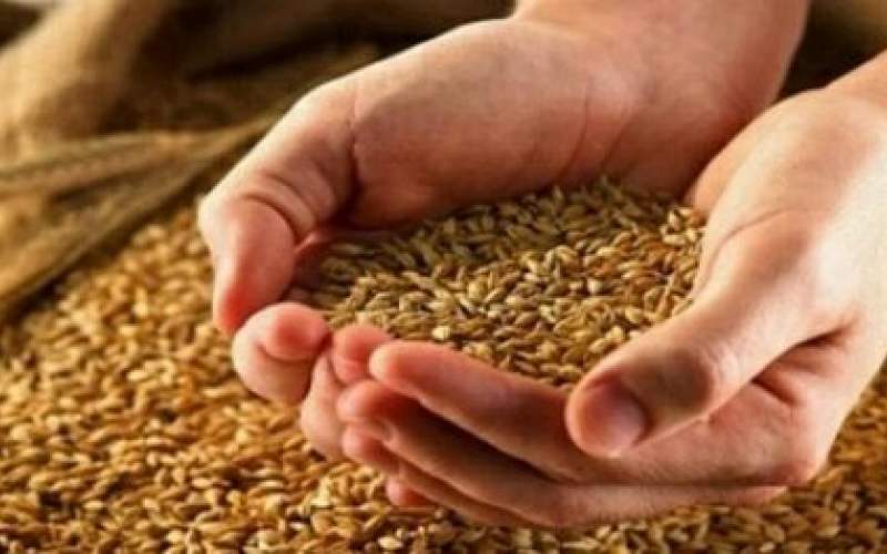 خبر مهم درباره پرداخت مطالبات گندمکاران