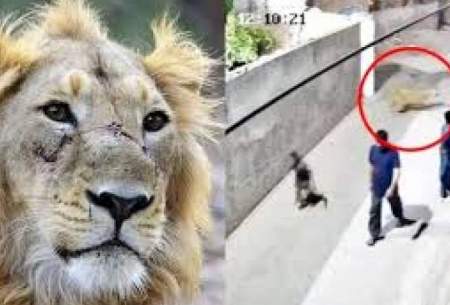 لحظه حمله شیر خانگی به یک زن و دو کودک