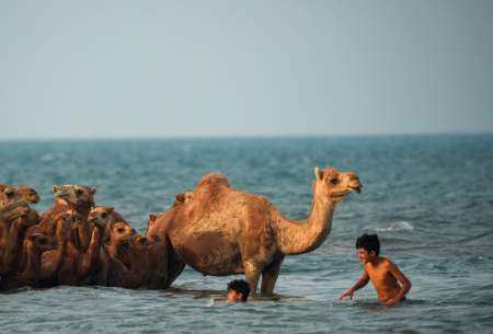 حمام شترها در خلیج فارس  <img src="https://cdn.baharnews.ir/images/picture_icon.gif" width="16" height="13" border="0" align="top">