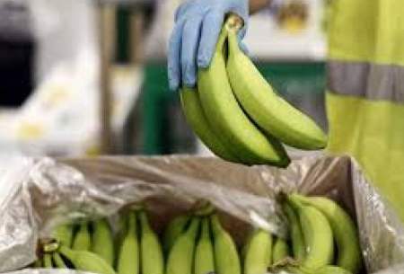 چرا ضوابط واردات موز به ازای صادرات تغییر کرد؟