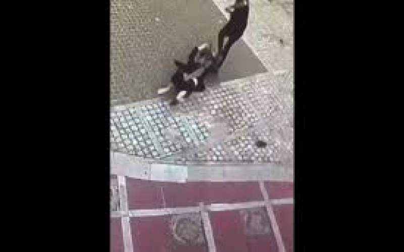 سرقت تلفن همراه دختر جوان در سعادت آباد