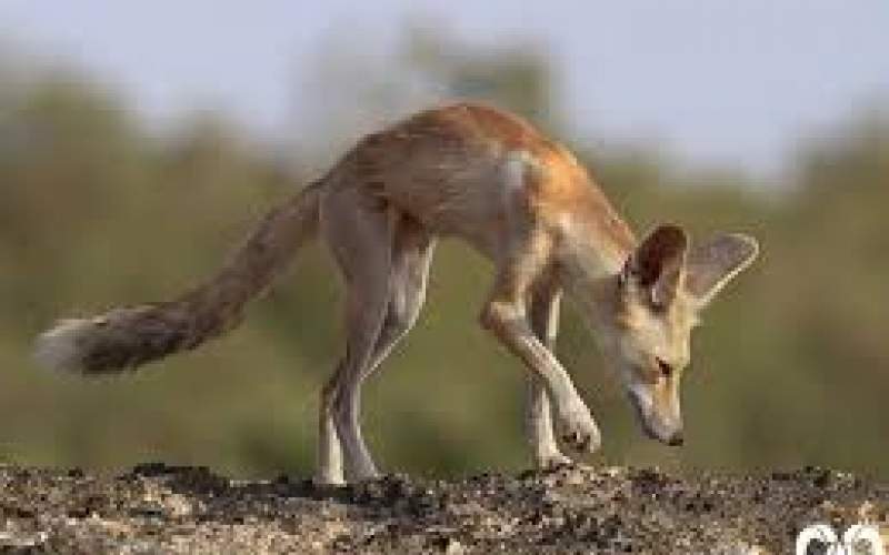 لحظه عجیب از شکار سگ آبی توسط روباه