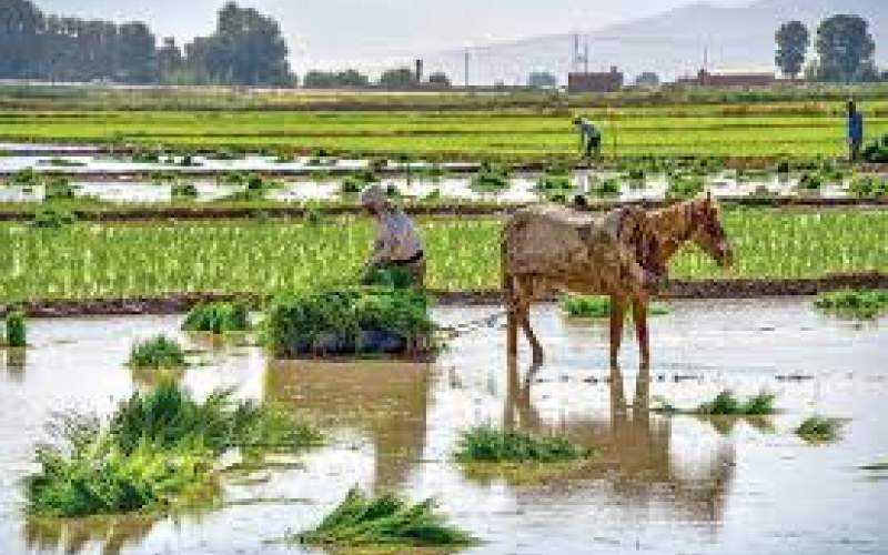 متهم ردیف اول بحران کم‌آبی