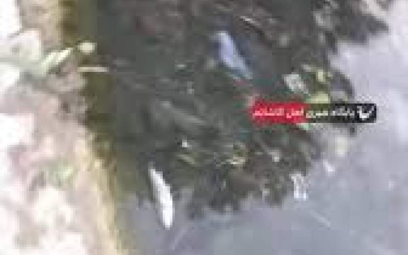 مرگ مرموز ماهی‌ها در این نقطه از کشور