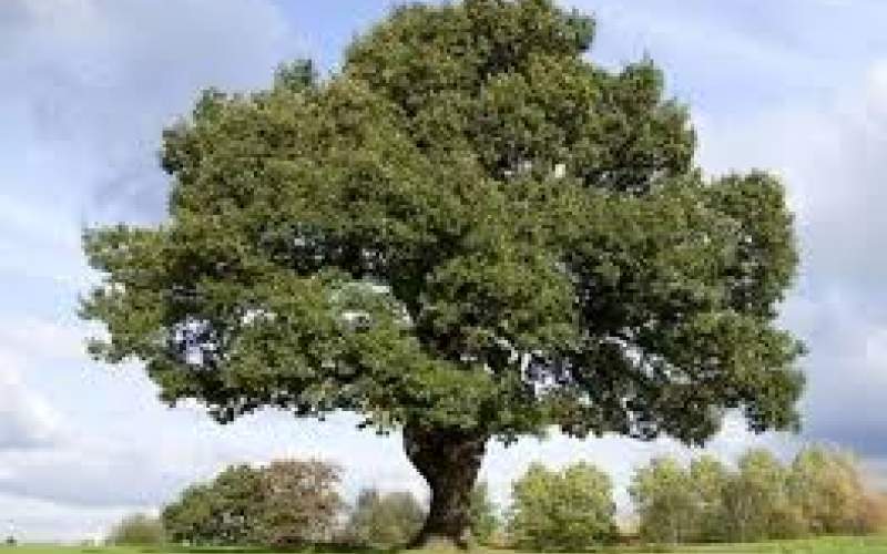 نابودی زاگرس فقط به خاطر ۲درجه گرما