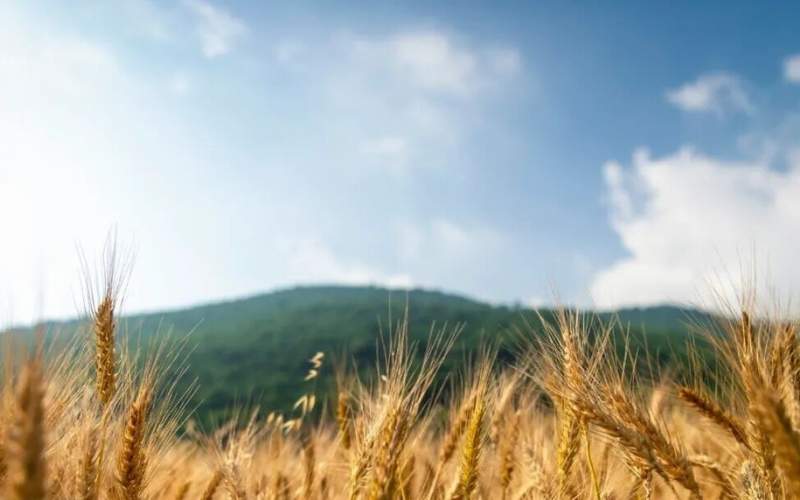 خرید تضمینی گندم به ۶.۷ میلیون تن رسید