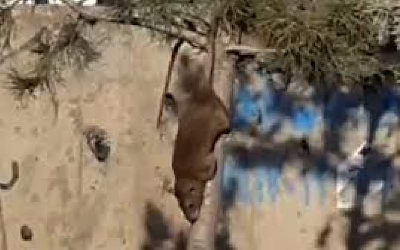 تصاویر ترسناک از موش‌های غول‌پیکر اطراف تهران