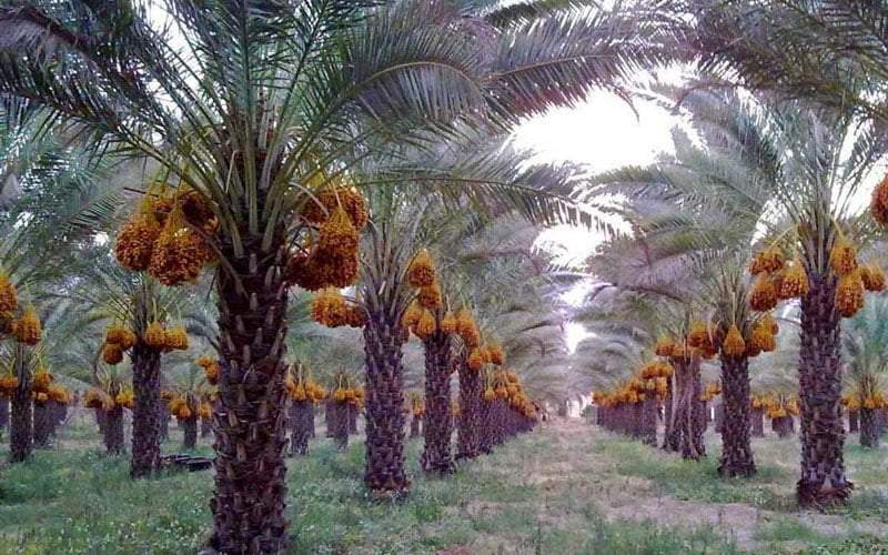 تجارت آب؛ تکرار متناوب بحران در خوزستان