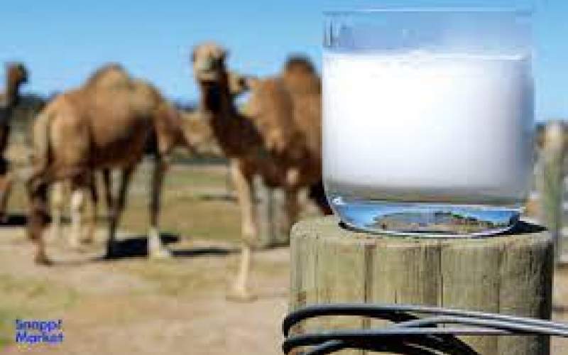 شیر شتر مفید است؟