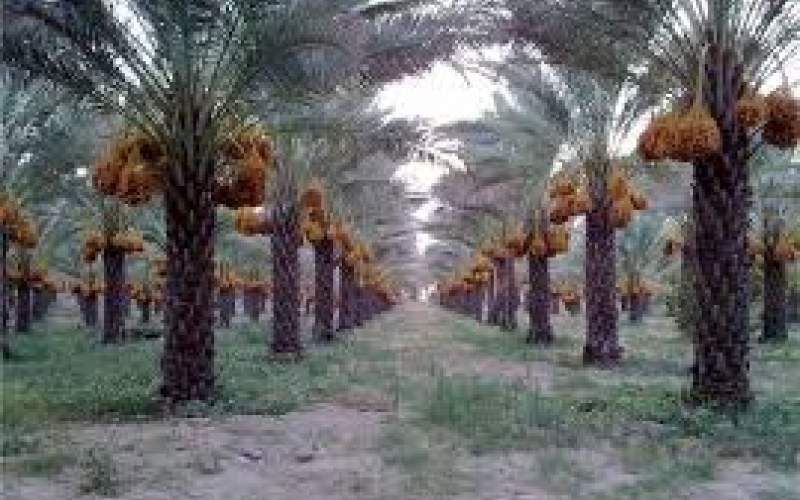 نخلستان در آتش، آبادان در عطش