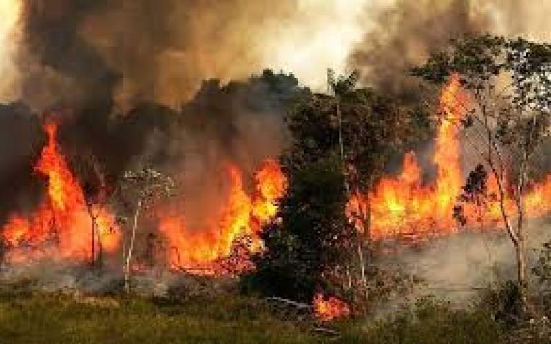در صورت تداوم وضعیت موجود، جنگل‌های زاگرس را ۴۰ سال آینده نخواهیم داشت