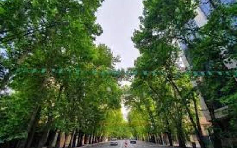 درختان، قربانیان کم‌آبی تهران؛ آفت‌زدگی ۱۰هزار درخت
