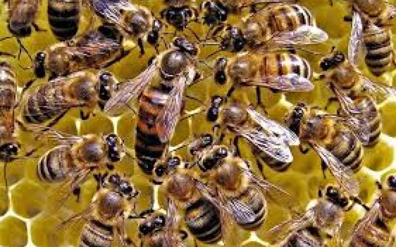 زنبورها چه ترفندی برای افزایش عمر دارند؟