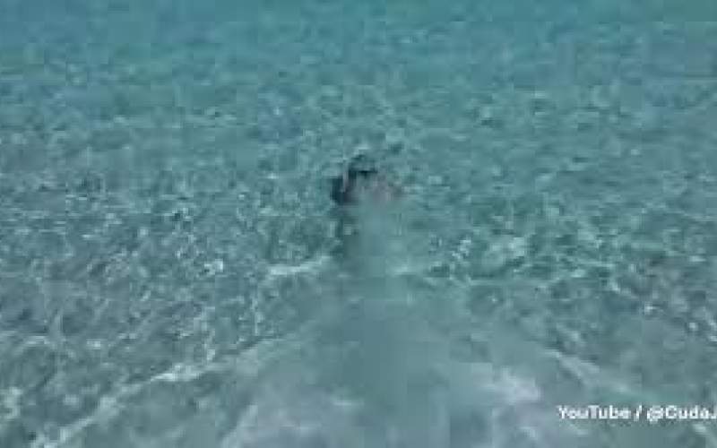 تجربه شنای دلفینی با جت‌پک زیرآبی جدید