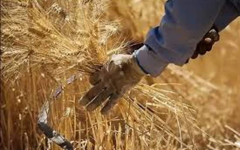 پرداخت مطالبات معوق گندم‌کاران آغاز شد