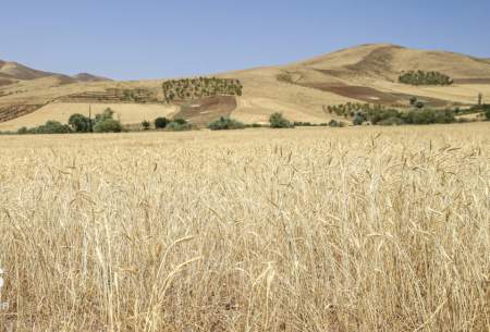 برداشت گندم در کردستان  <img src="https://cdn.baharnews.ir/images/picture_icon.gif" width="16" height="13" border="0" align="top">