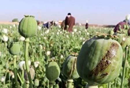 کشف مزرعه بزرگ خشخاش در شهرستان کازرون