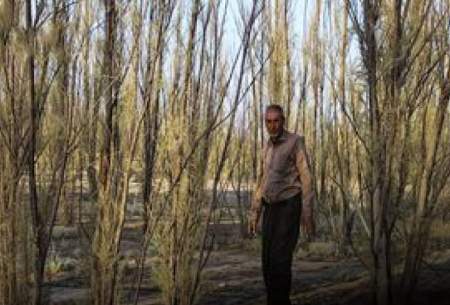 راننده‌ای که ۸۵ هکتار شوره‌زار را سبز کرد