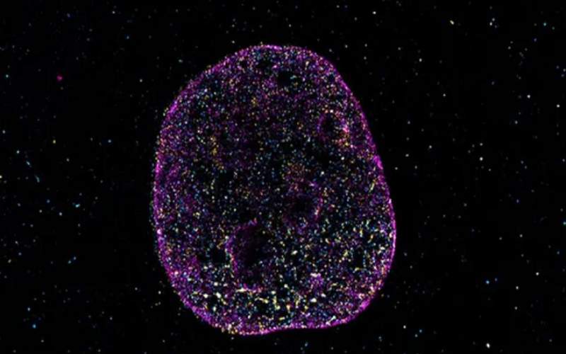 دانشمندان زبان دوم حیات را کشف کردند