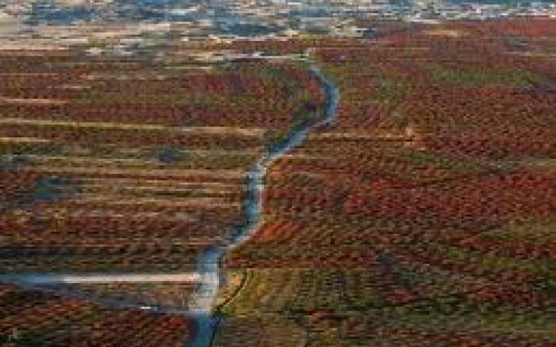 تصاویر هوایی بزرگترین باغ زرشک جهان در خراسان