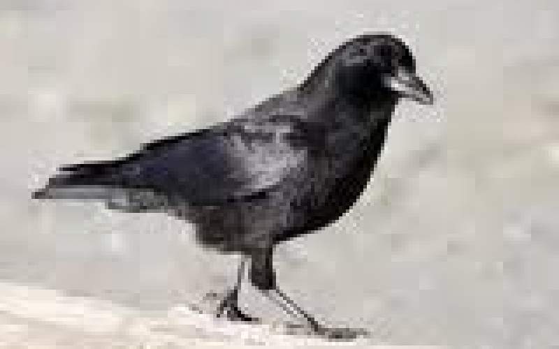 کلاغ با بی‌رحمی یک پرنده را زجرکش کرد