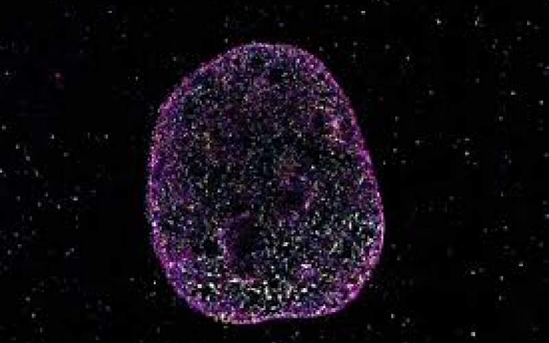 زبان دوم حیات کشف شد