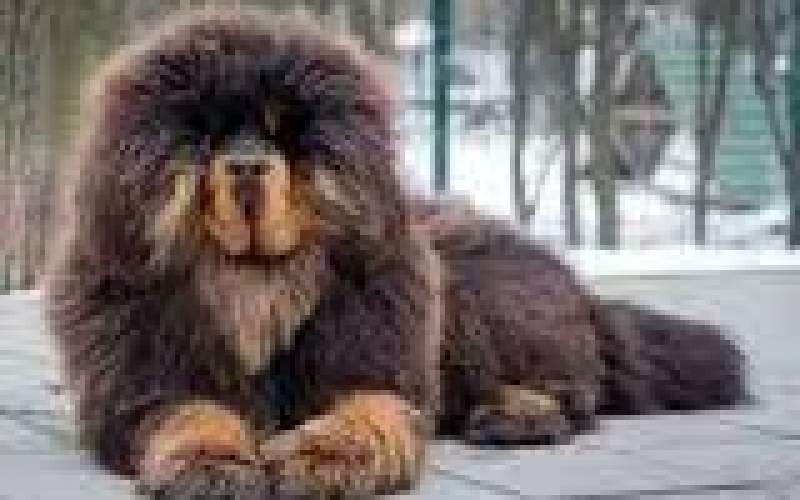 گران‌ترین حیوان خانگی جهان/فیلم