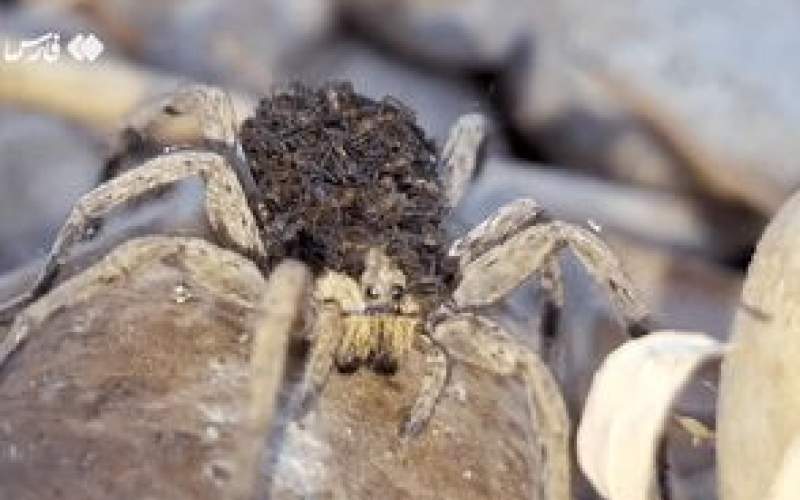 تصاویری شگفت‌انگیز از مادری یک عنکبوت