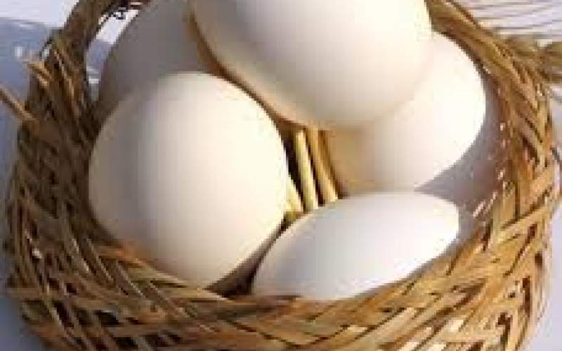 عامل جهش قیمت مرغ و تخم‌مرغ مشخص شد