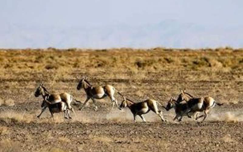 احیای گورخر ایرانی در پارک ملی کویر