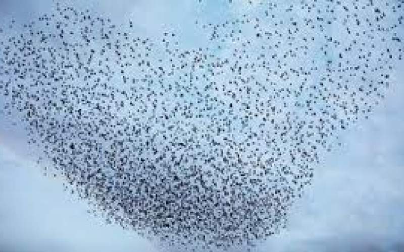 رقص هماهنگ سارها بر فراز نیشابور