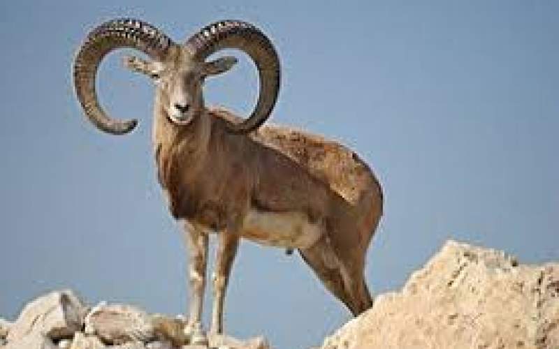 گله قوچ و میش ارمنی در زیستگاه‌های لرستان