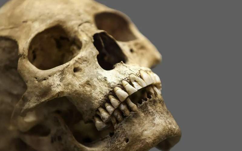 چرا دندان‌ها استخوان به حساب نمی‌آیند؟