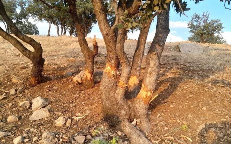 قصابی بلوط‌ها؛ زخم‌های غفلت بر تَن زاگرس
