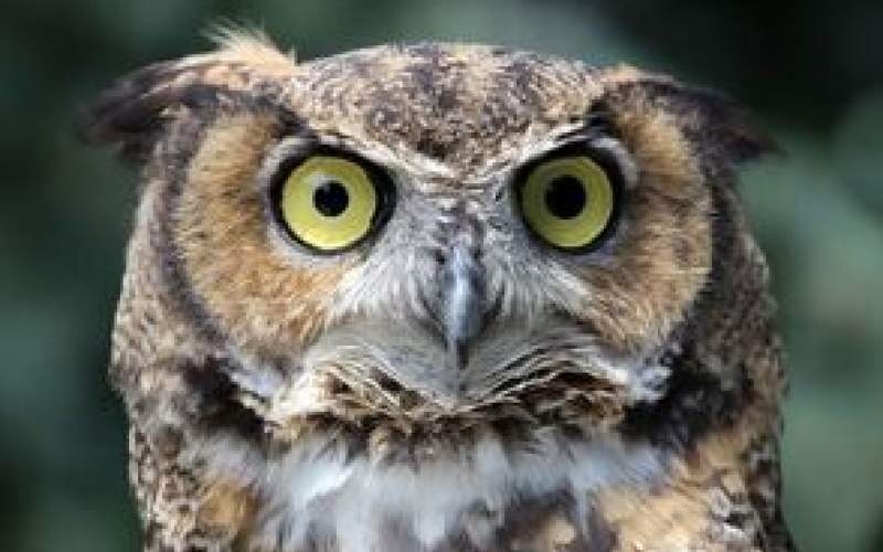 کدام جانوران در جهان بهترین «بینایی» را دارند؟