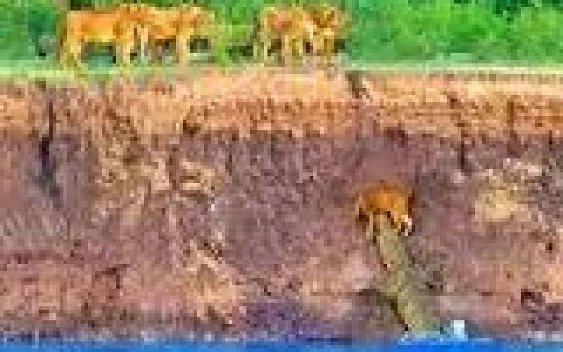 مرگ دلخراش توله‌های شیر در حمله تمساح‌ها