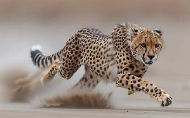 ۵ قلاده یوزپلنگ آسیایی درمیاندشت خراسان