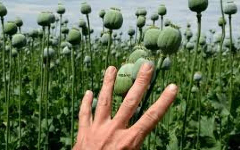 دلایل موافقان کشت تریاک کافی نیست