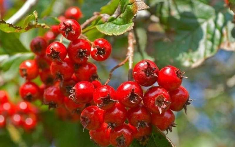 با ۹ خاصیت شگفت‌انگیز زالزالک آشنا شوید