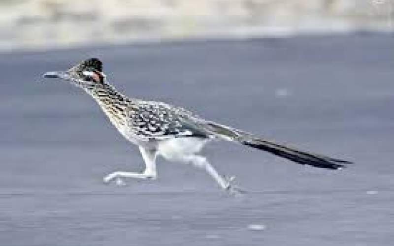 ویدئو دیدنی از میگ میگ در دنیای واقعی