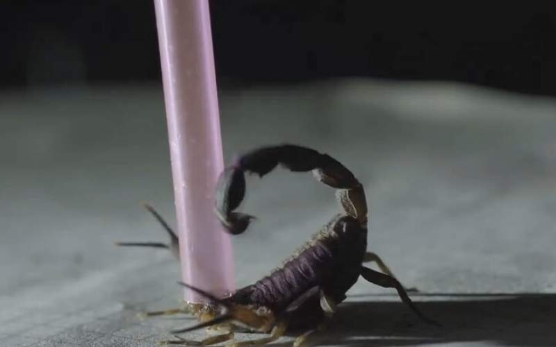 درمان سرطان با زهر عقرب