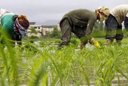 کشت برنج در یک شهر ایران ممنوع شد
