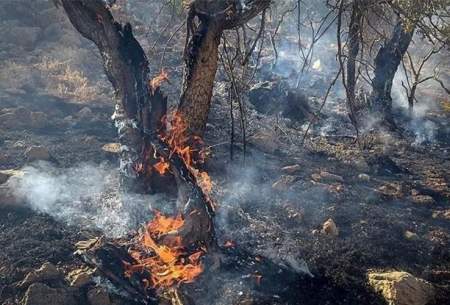 بلوط‌های هزارساله اندیکا طعمه حریق شدند