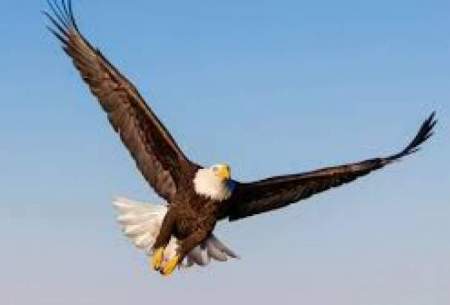 ورود غیرمنتظره عقاب به داخل کابین قطار